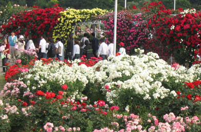 photo of Fuchu Racecourse rose garden at http://www.tokyowithkids.com/discussions/messages/8/840.html